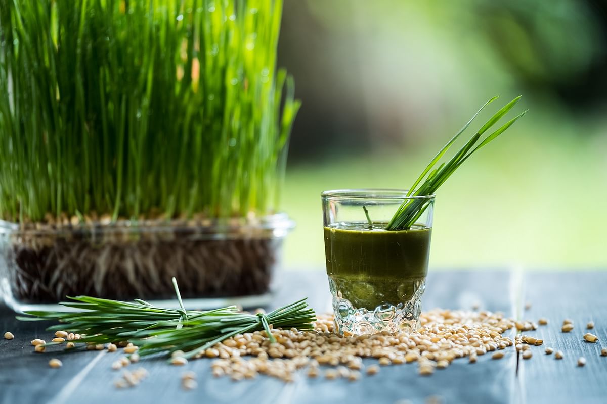 Get your dose of wheatgrass today!
