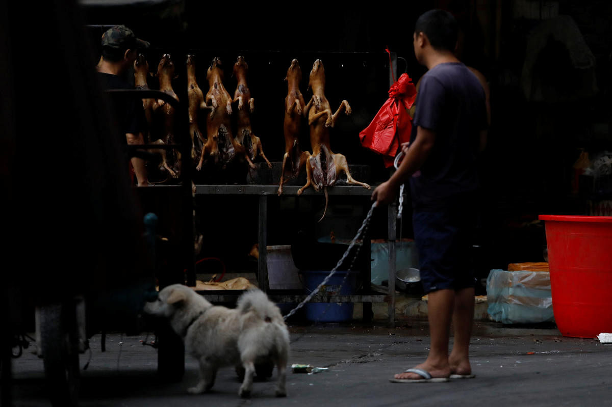 Home of China's dog meat festival defiant amid outcry