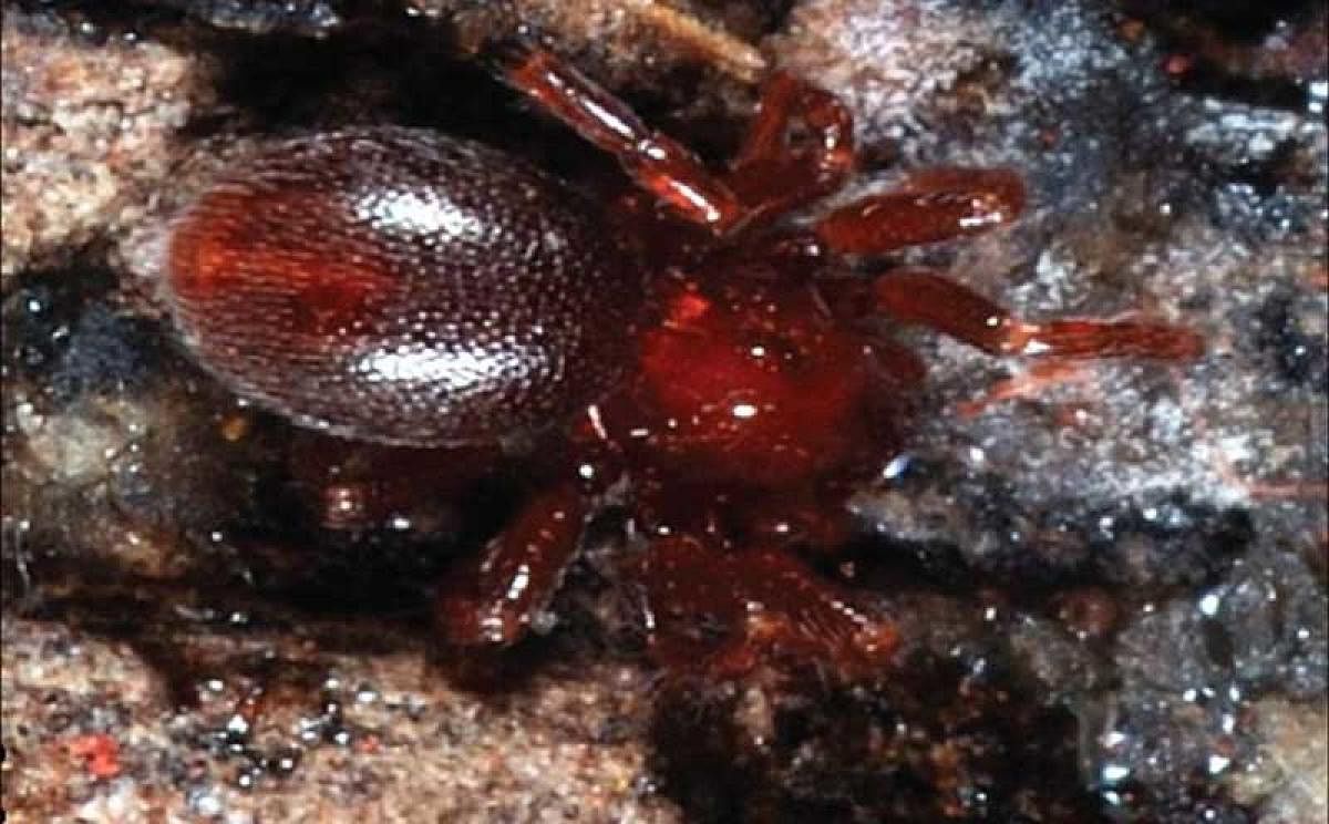 6 new spider species named after Enid Blyton characters