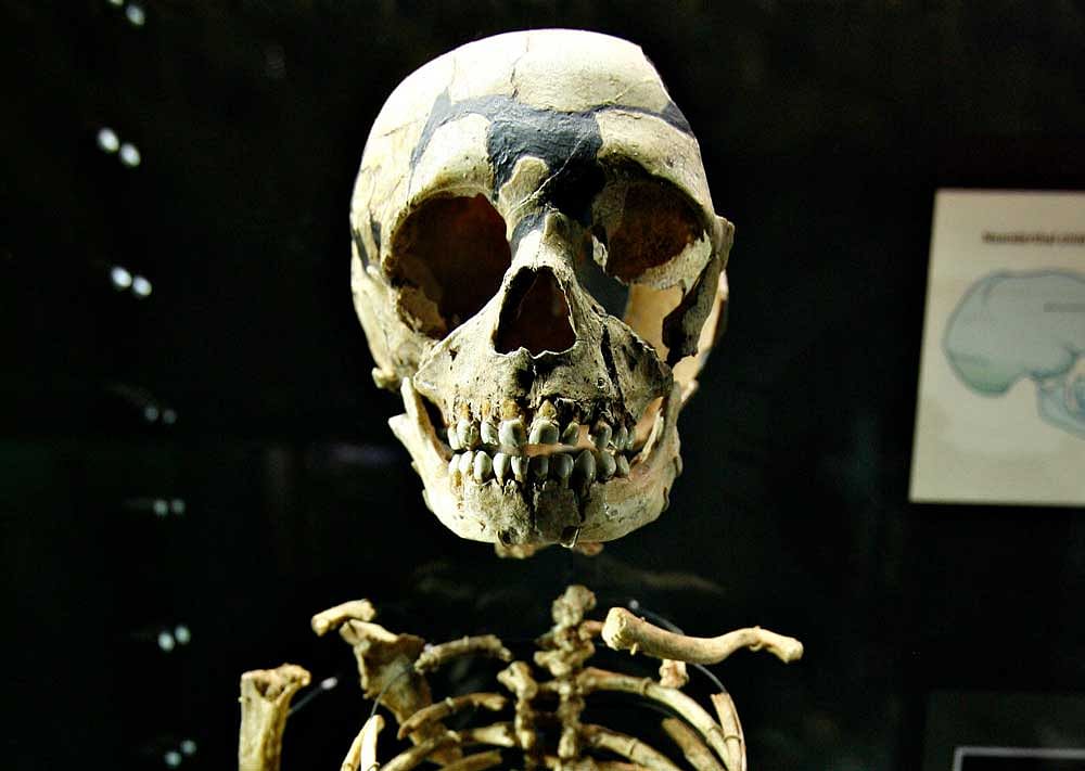 Neanderthals hunted in bands and speared prey: study