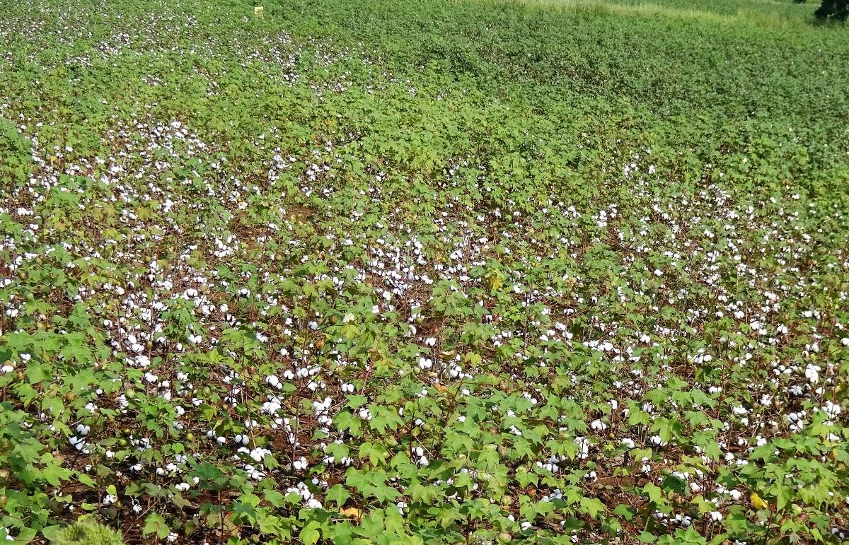 Cultivation of GM cotton picks up