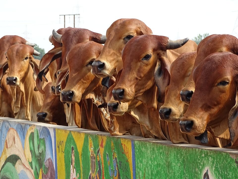 Officer blocked from chasing truck laden with cows