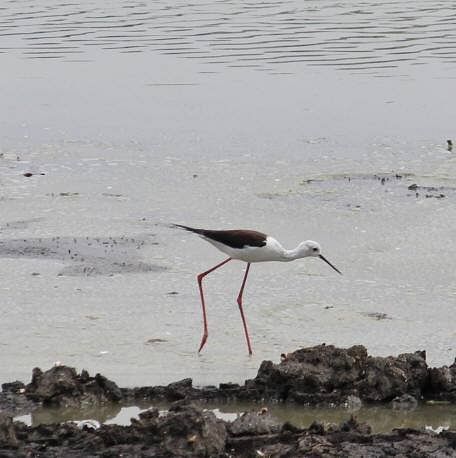 Migratory birds to Agara lake see a drop 