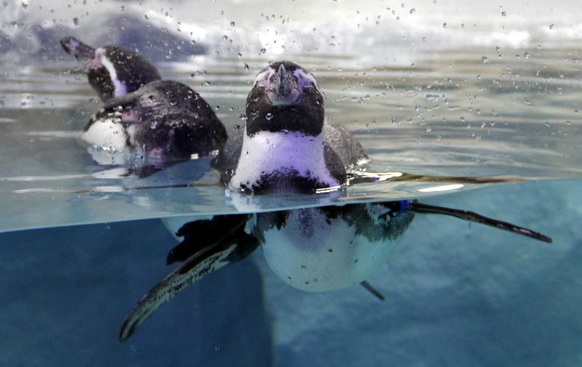 India’s first Humboldt penguin to be born in Mumbai