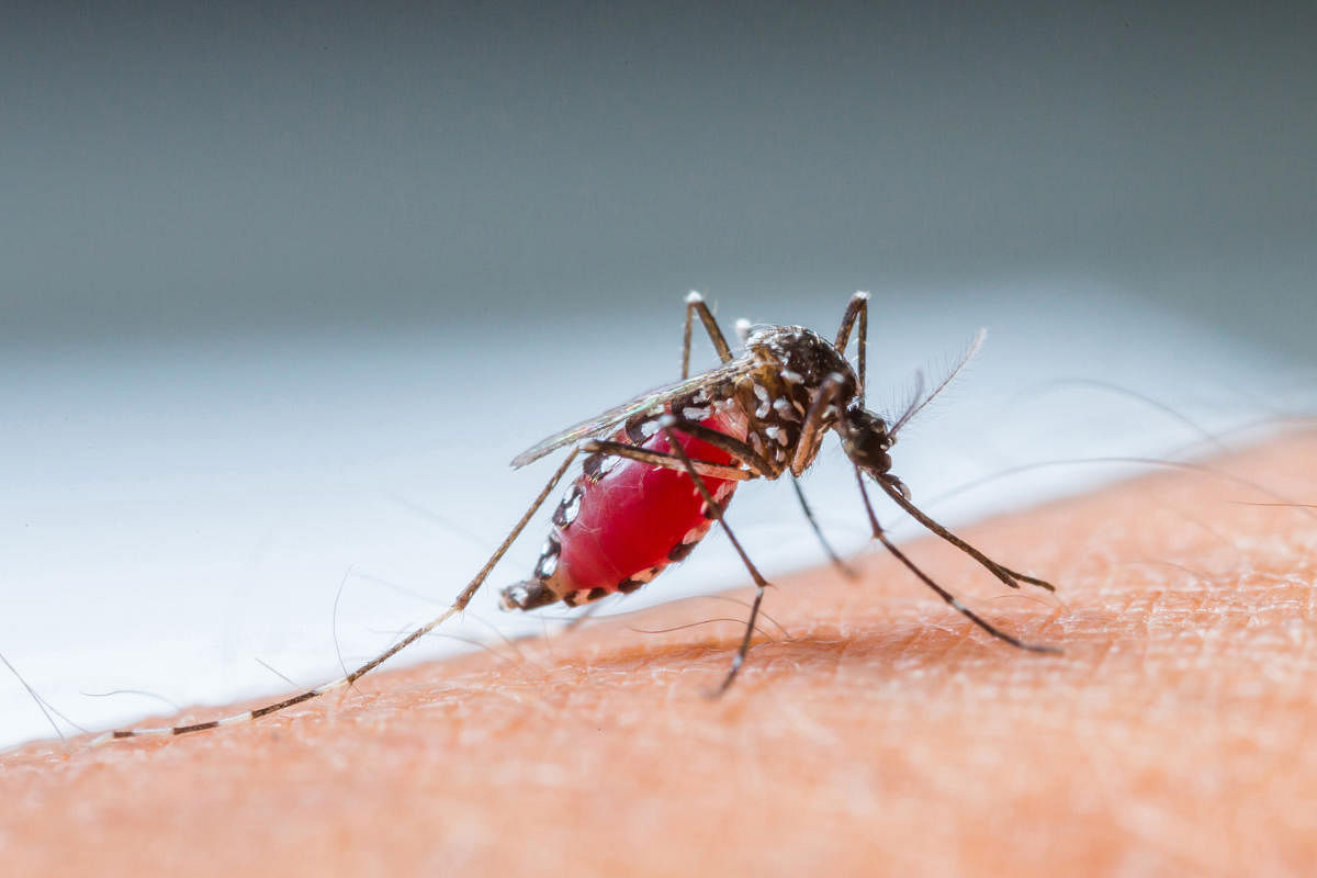 Sterilised mosquito trial shows strong results