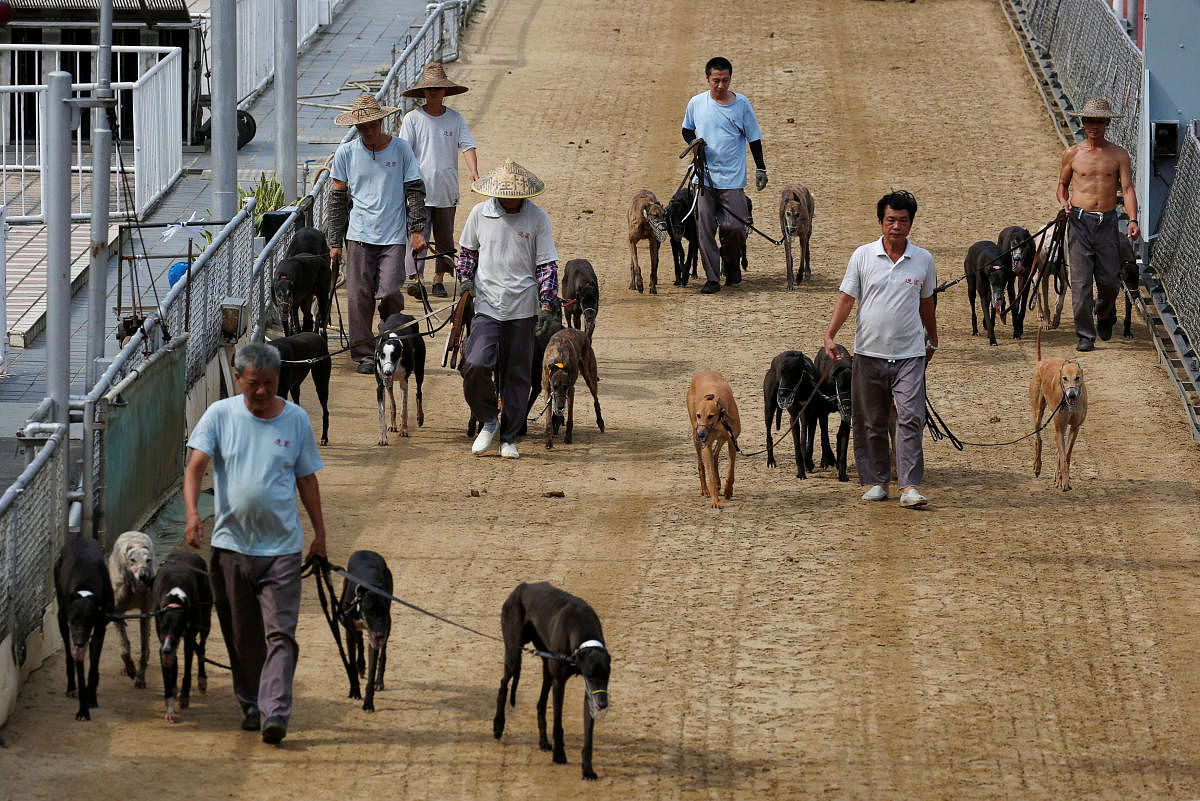 Macau takes in 533 dogs after Asia's only track shuts