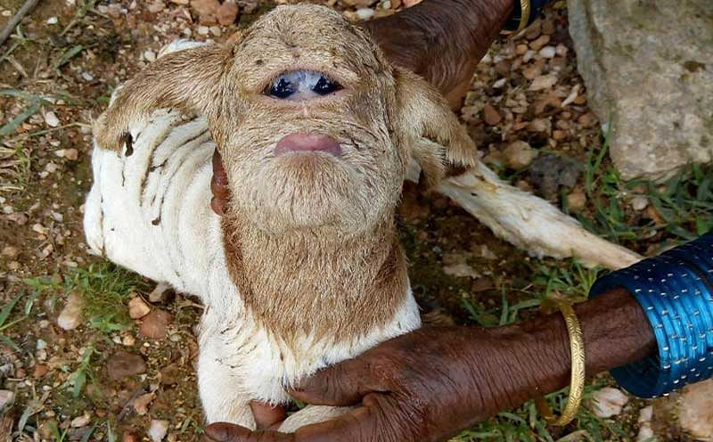 Lamb with no nose & eyes on forehead dies
