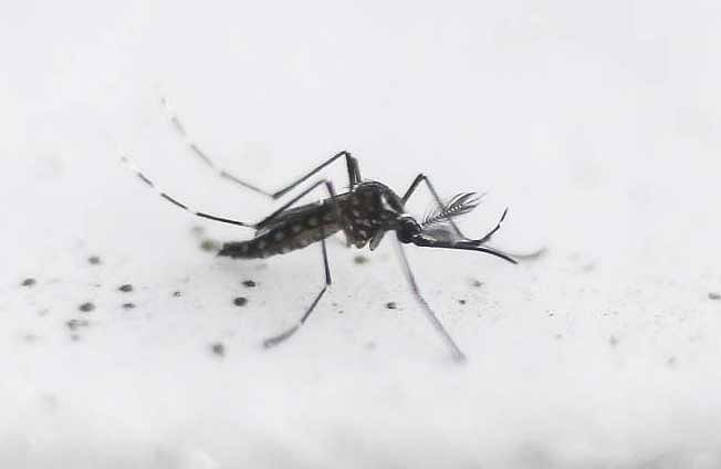 Malaria control: MCC to fine building owners