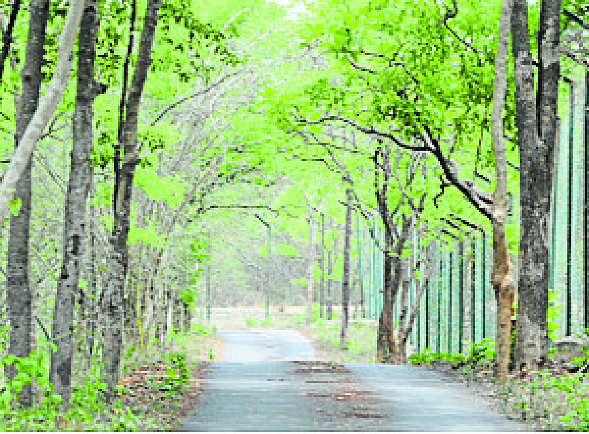 Forest dept rejects NHAI rd in Bannerghatta 