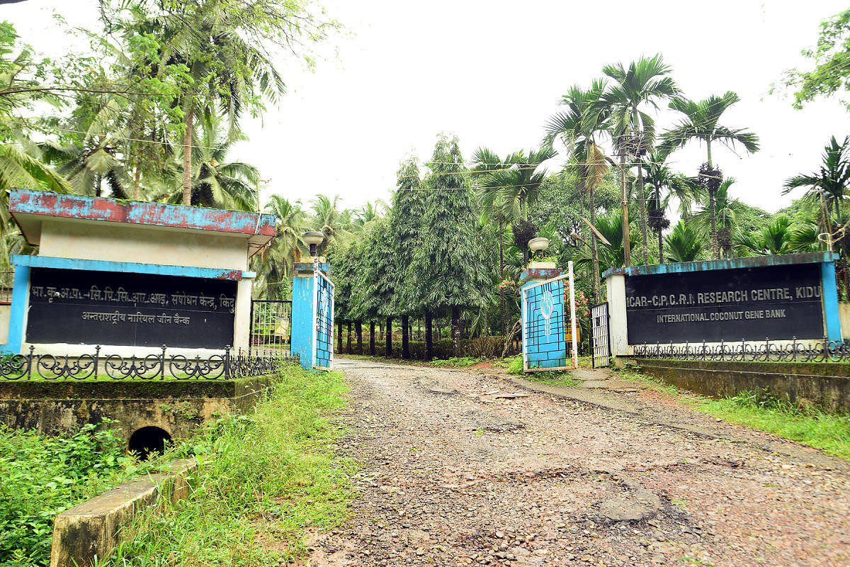 Conspiracy to shift International Coconut Gene Bank