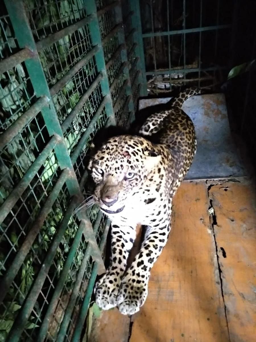 Foresters trap female leopard at Shravanabelagola