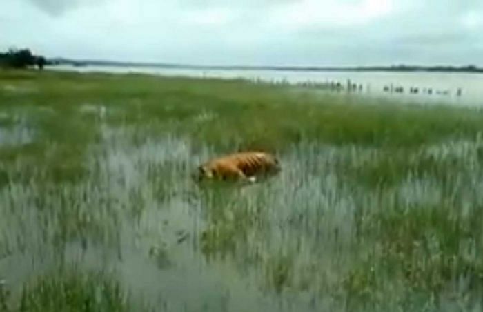 Tiger found dead in Kabini backwater