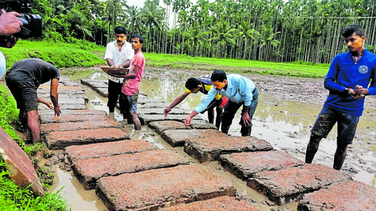 Students learn skills of traditional paddy cultivation