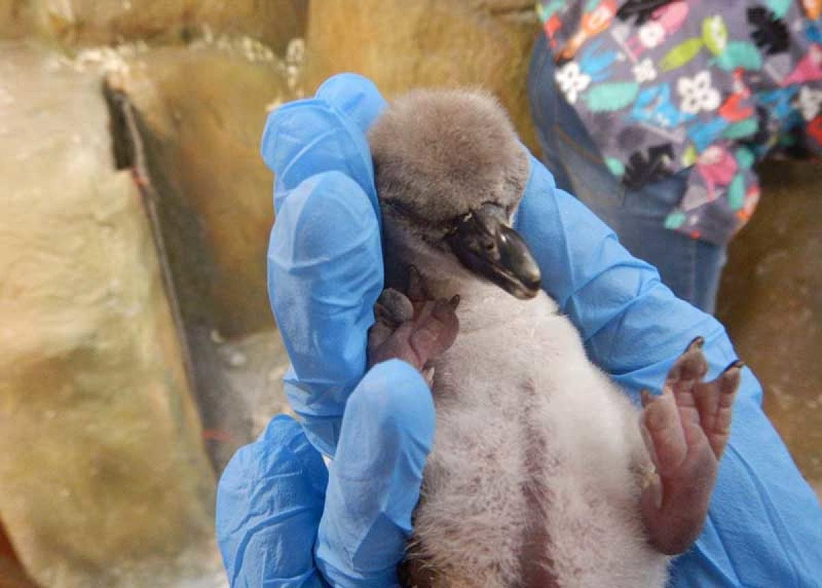 India’s first penguin born in Mumbai on I-Day