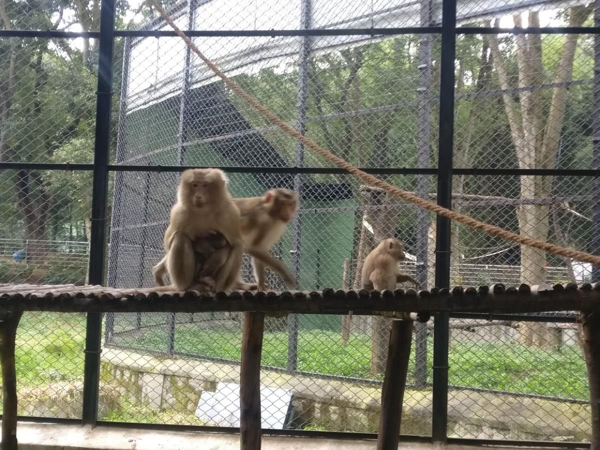 Birth of Pig Tailed Macaque buoys BBP authorities