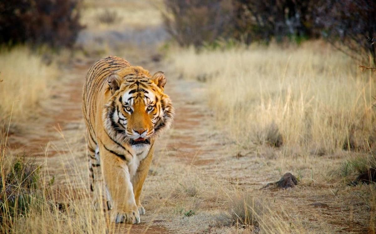 The curious case of Bannerghatta's lonely tiger