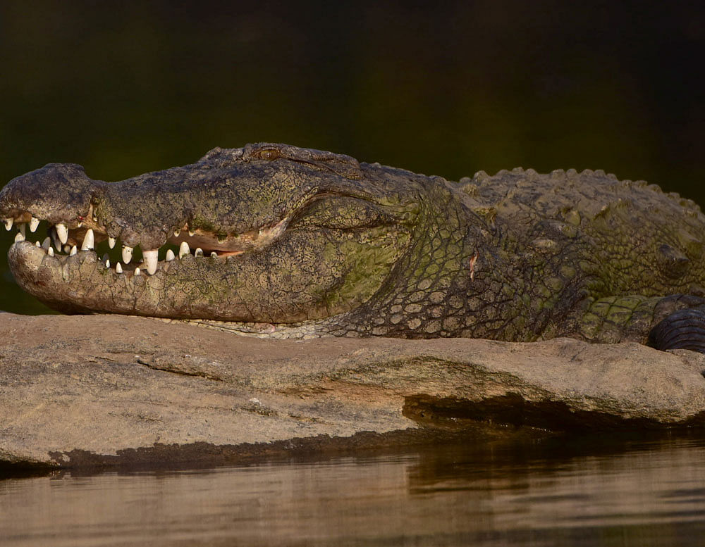 Gabon's unique 'orange crocodiles' intrigue scientists