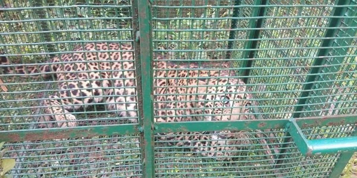 Leopard trapped in cage 