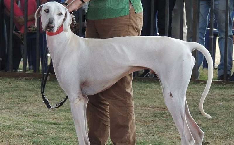 Canine clubs want breed Mudhol's recognized globally