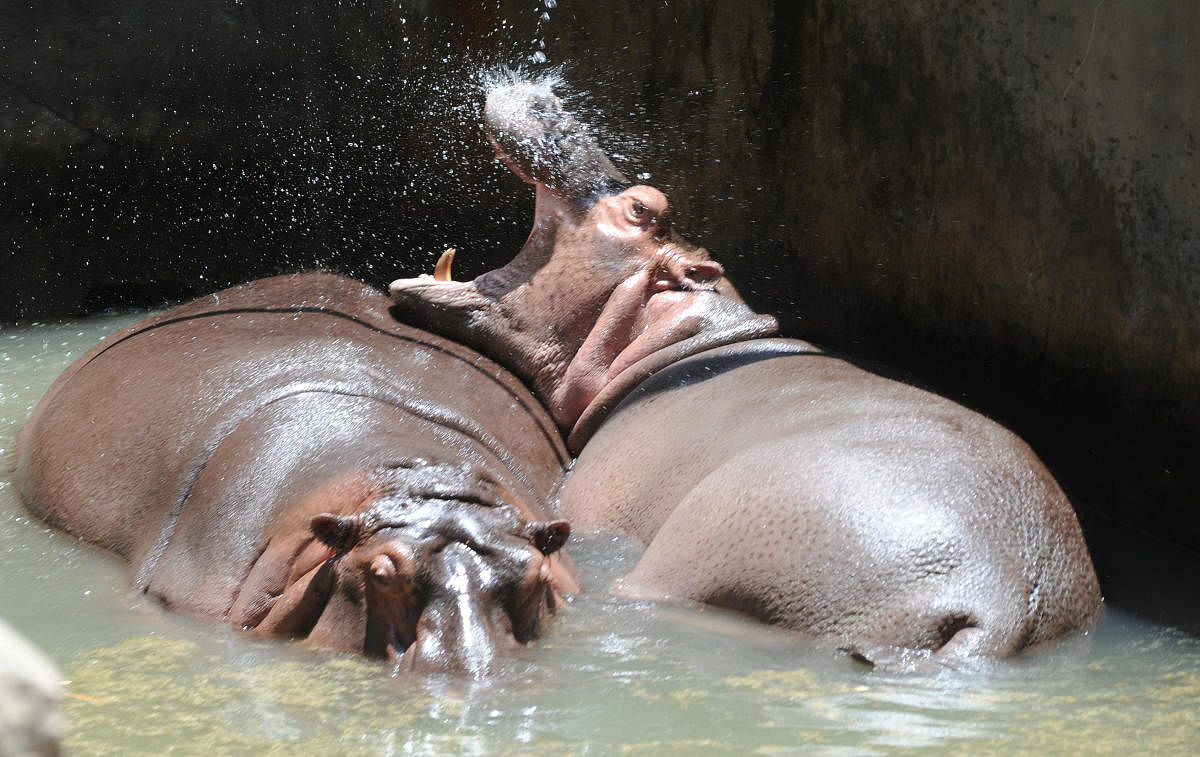 Hippo kills calf at Bannerghatta park