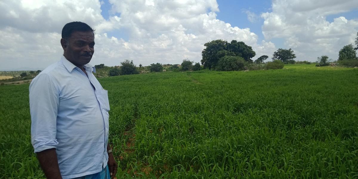 Farmer reaps success in cultivating millets in Kadur