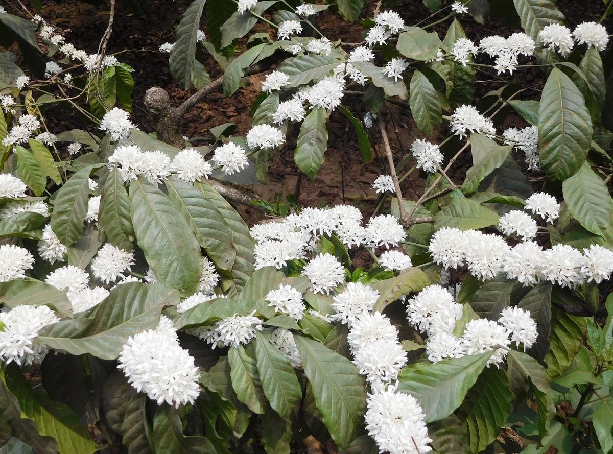Continuous rain: Coffee planters fear crop loss