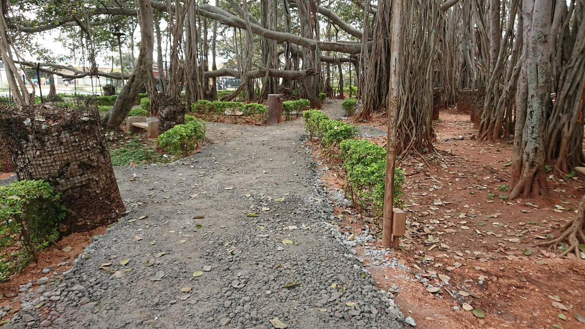 Cement pathway poses threat to Big Banyan Tree’s roots