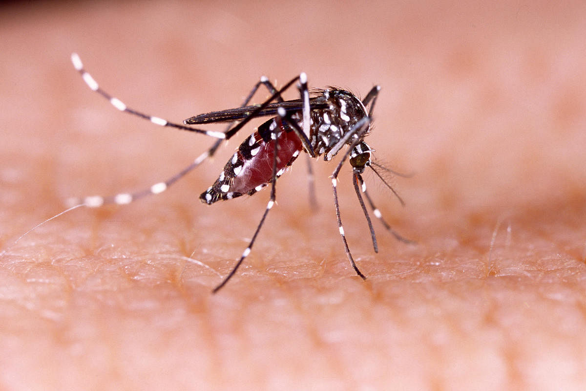 Contain Zika virus in Jaipur
