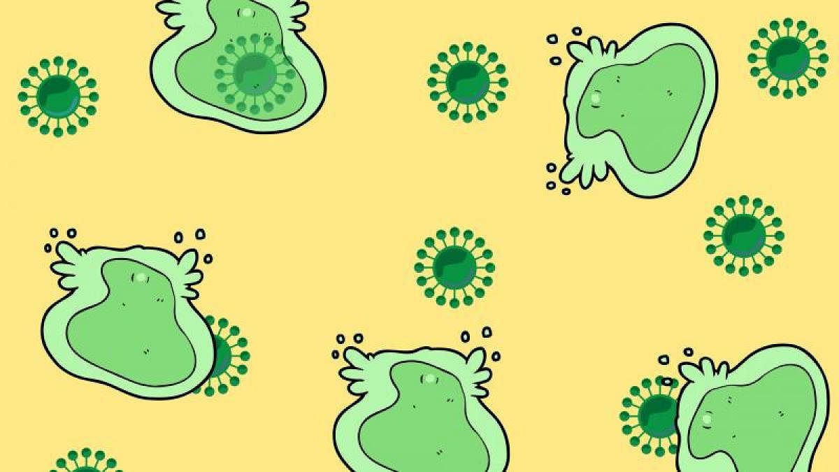 Size matters for these amoeba viruses