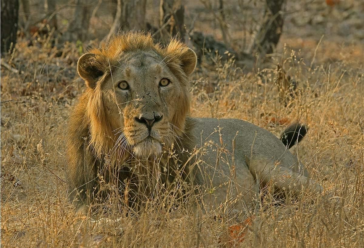 Indentify cause of death of lions in Gir sanctuary: SC