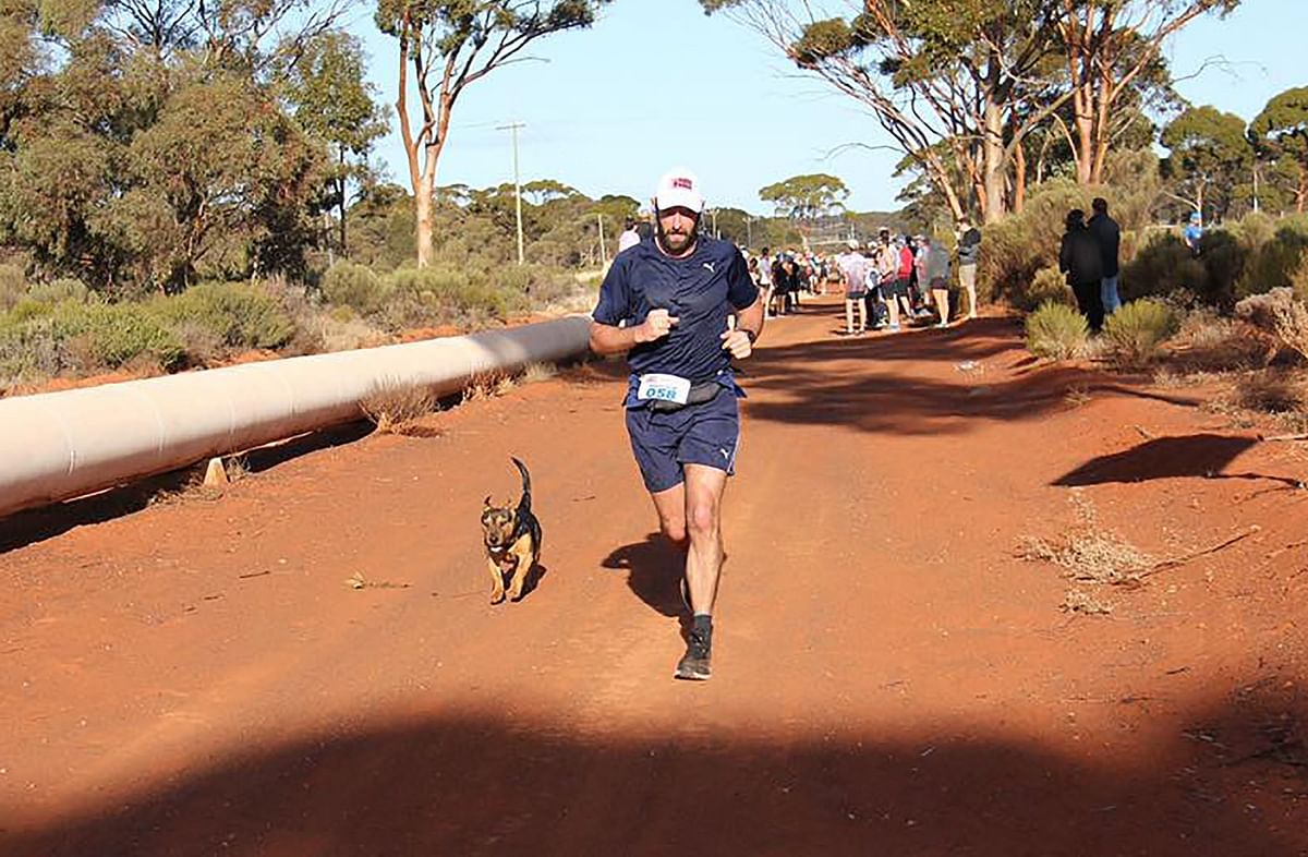 Dog completes half-marathon, gets medal