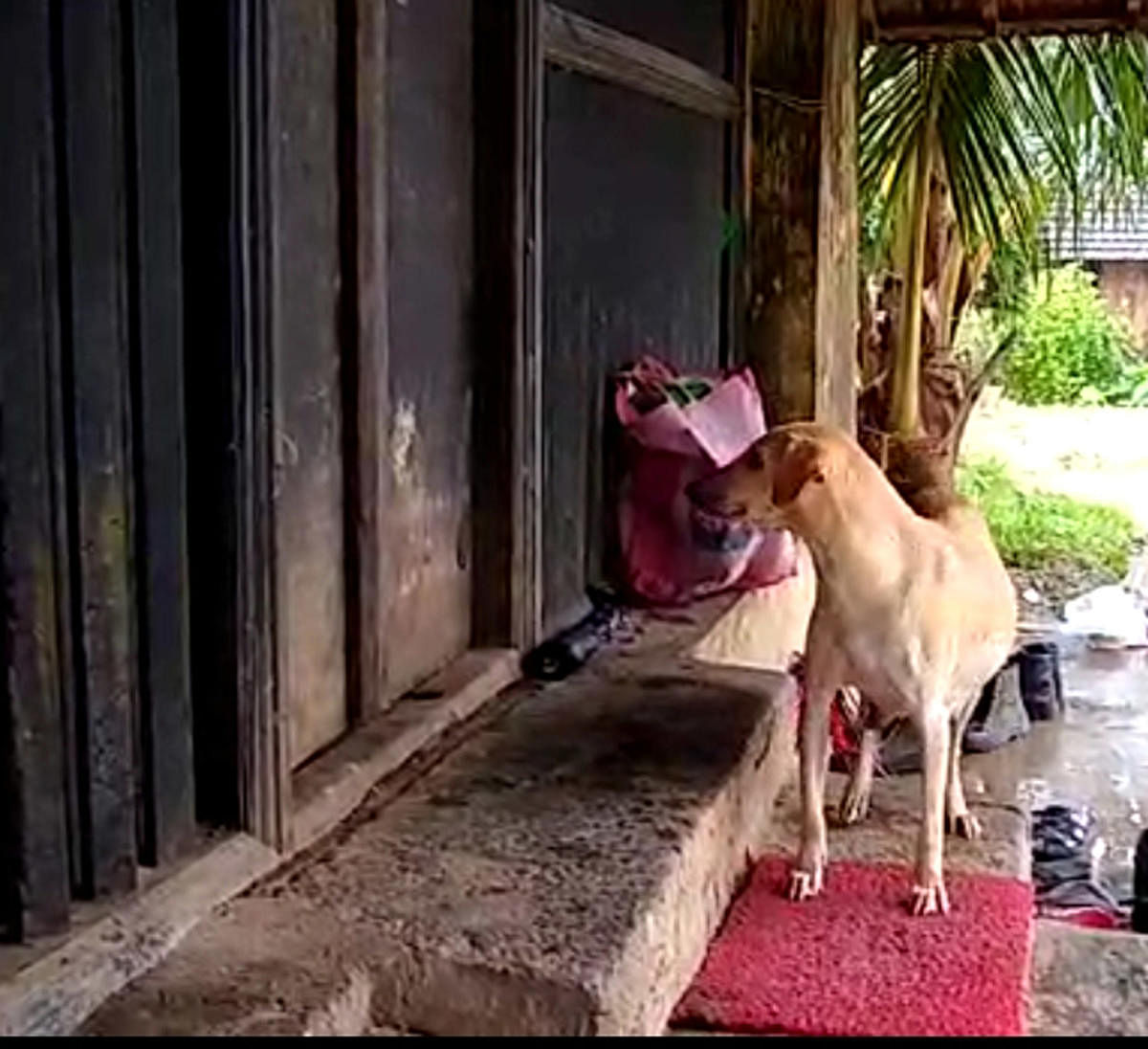 Pet dogs wait for master at Shiroor original Mutt