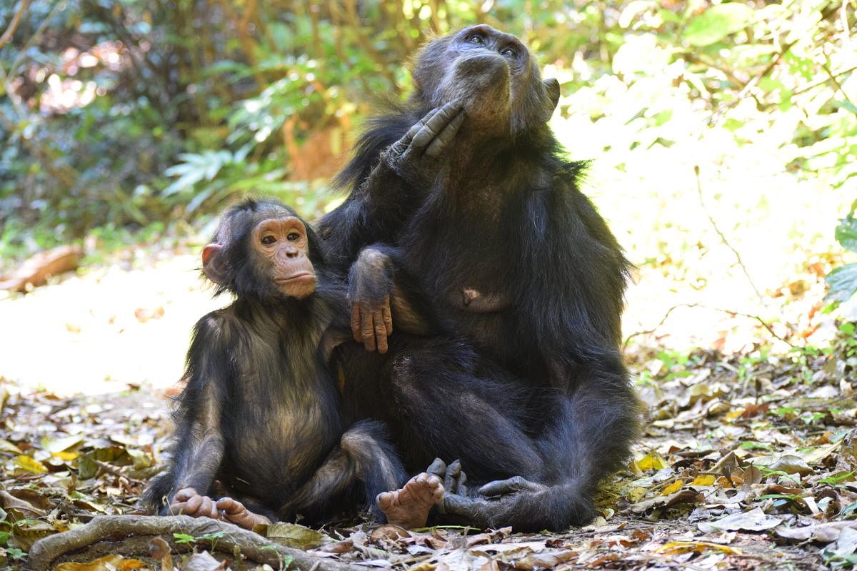 Up, close & personal with chimps