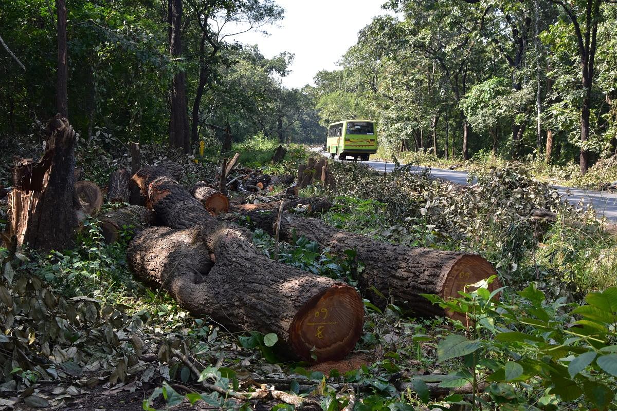 Western Ghats to lose 22K trees for NH4A widening