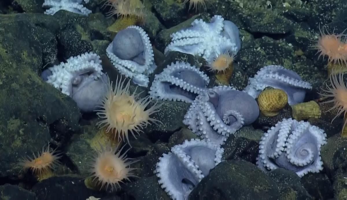Watch: 1K brooding octopuses found off California coast
