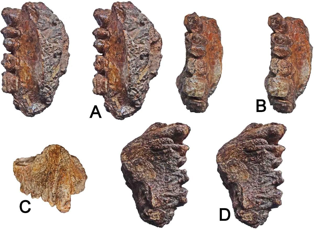 11 million-yr-old fossil of extinct ape found in Kutch