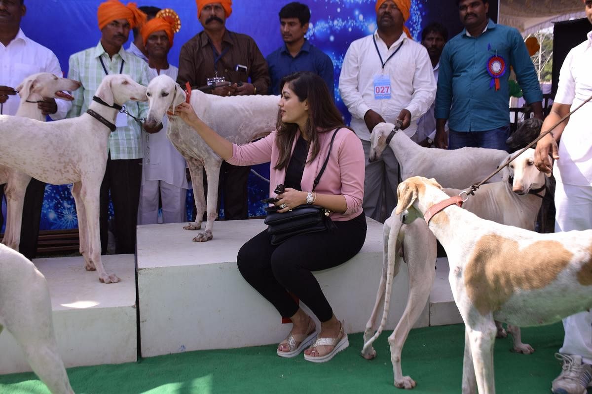 Dog show sees best of breeds