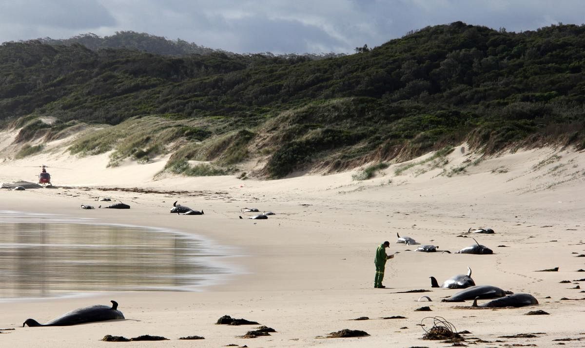 Mass Australian stranding leaves 28 whales dead