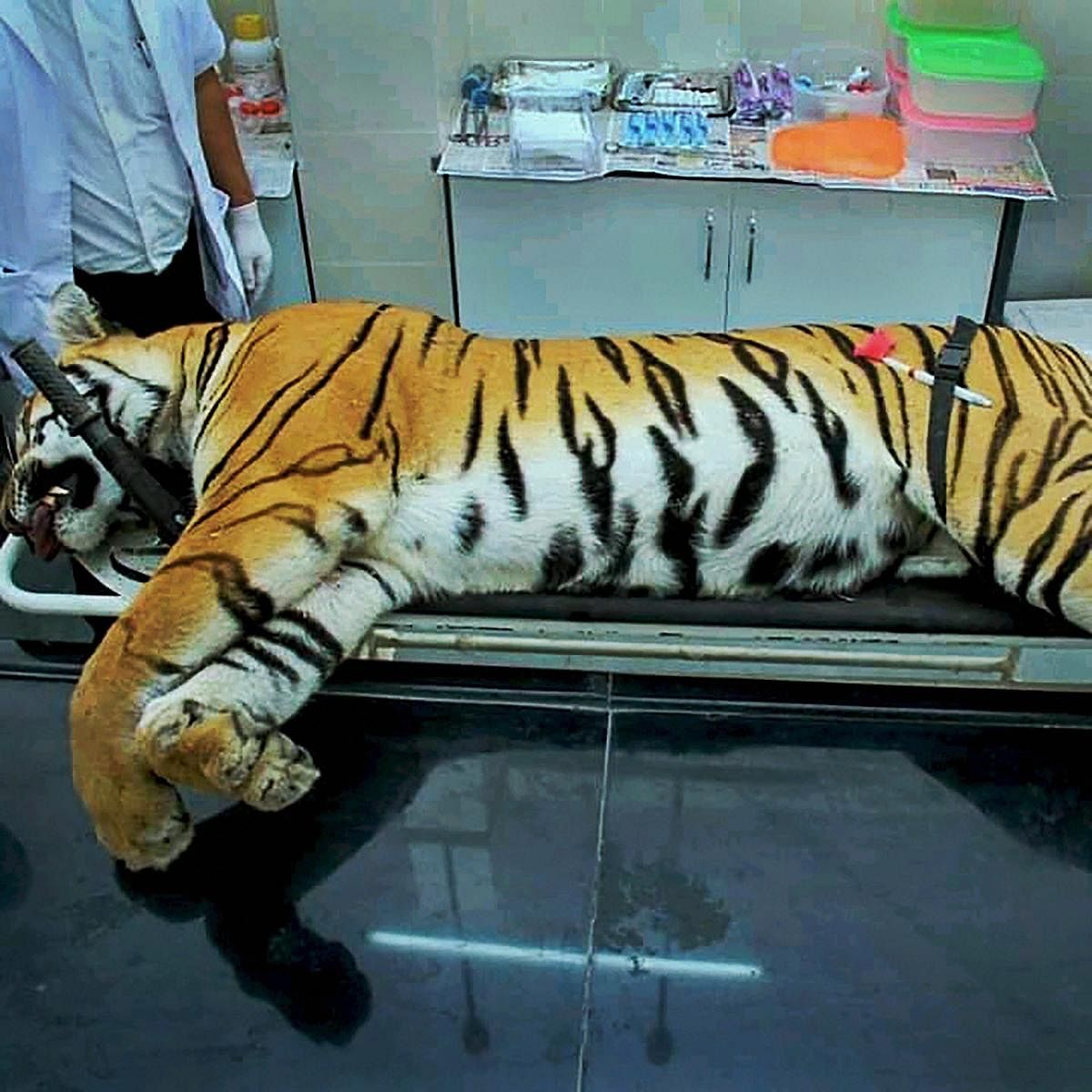Avni killing: Central India’s tiger landscape stressed