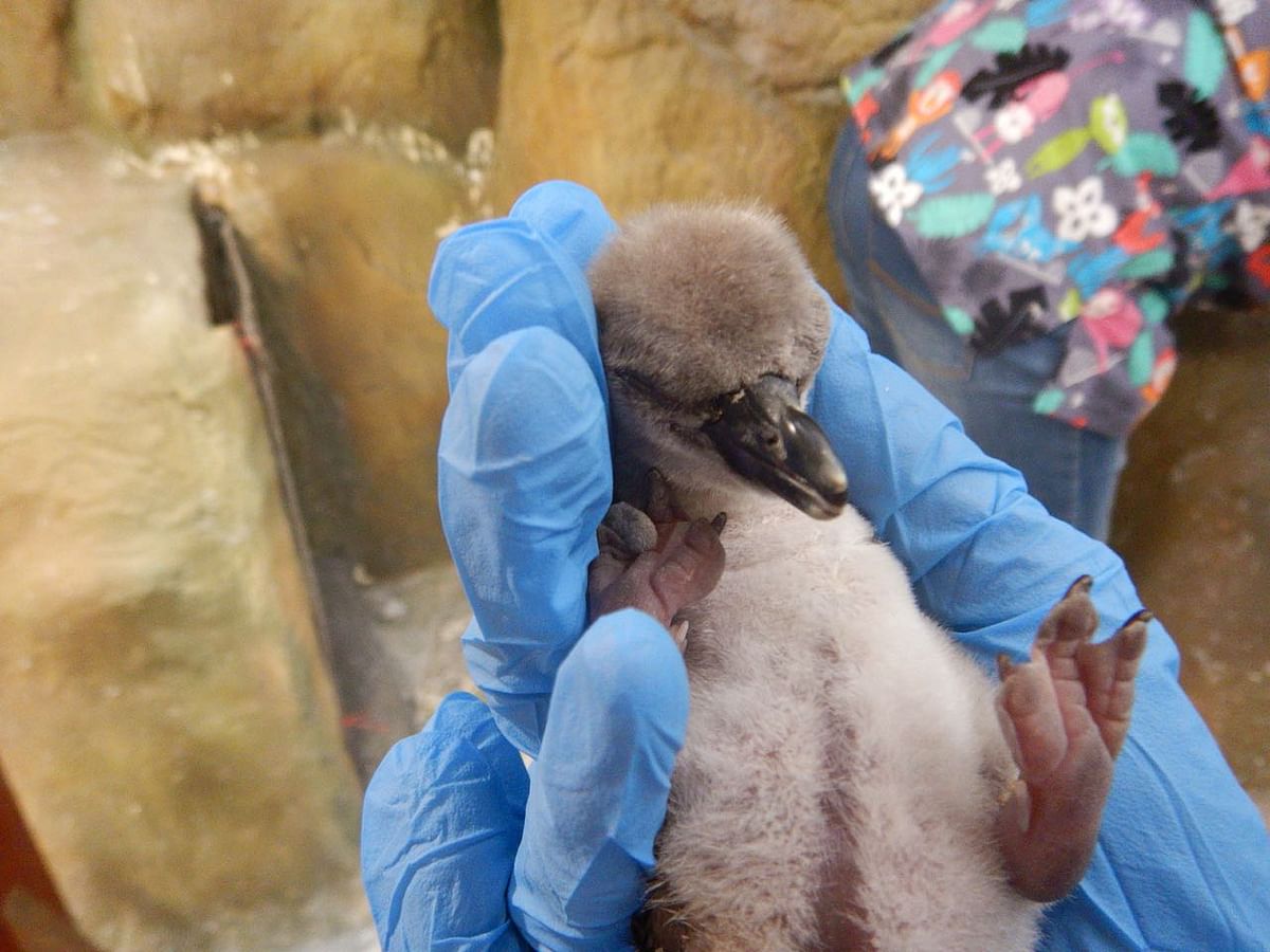 India's first-ever penguin born in Mumbai zoo dies