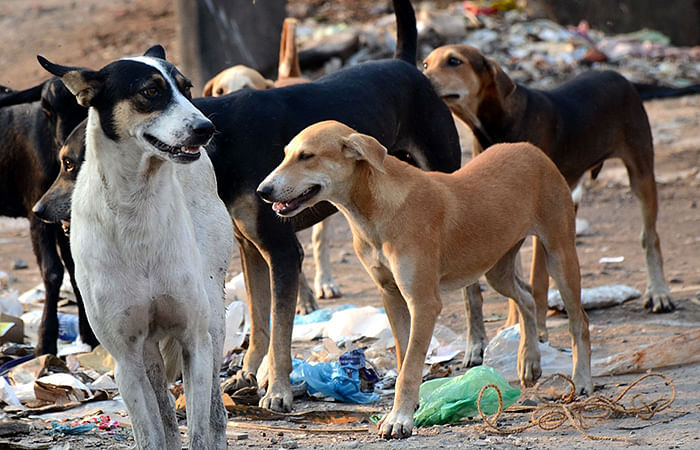 UP villagers kill dogs after 20 children mauled to death