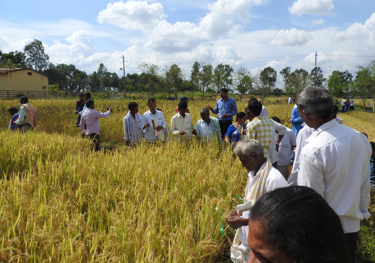 Conserving indigenous paddy varieties