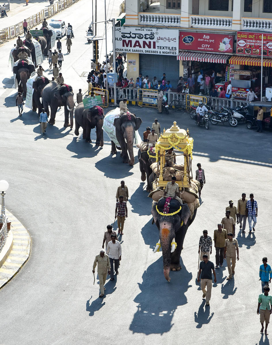 Arjuna carries 280 kg howdah for Dasara rehearsal