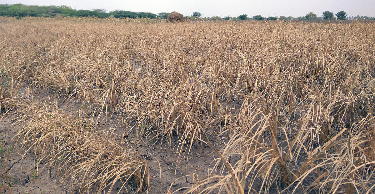 Drought: Govt bans inter-state fodder transport