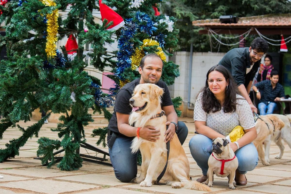 How to make it a festive season for doggies too