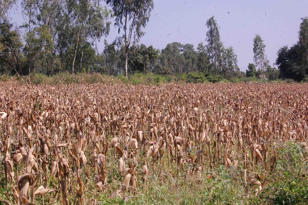Govt plans workaround for crop insurance delay