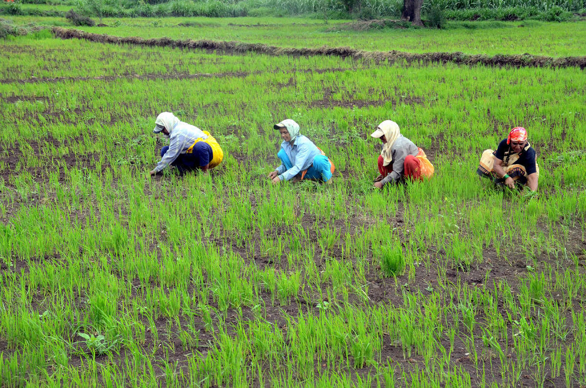 Farm loan waivers: road to economic disaster