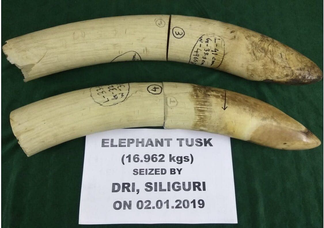 Elephant ivory seized from an Assam tea laden truck