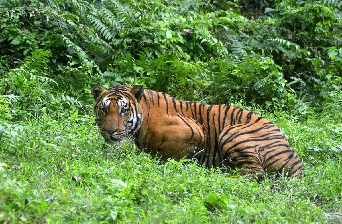 Mathematical model can save Bengal tiger, blue whale