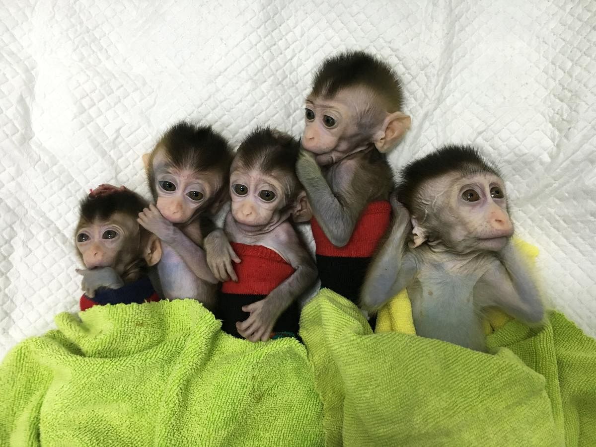 Clones gene-edited monkeys to aid disorder research